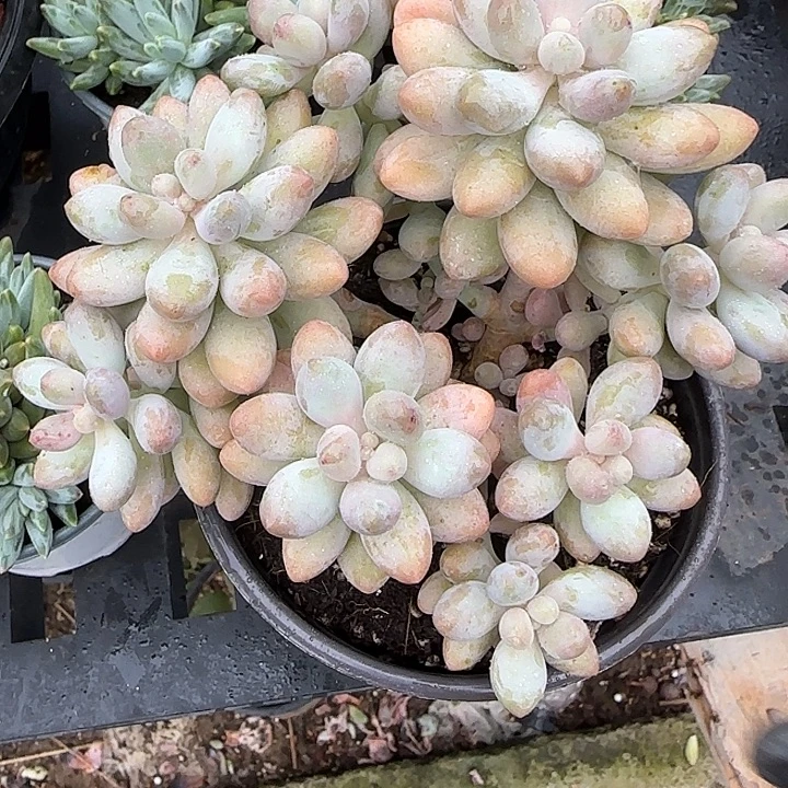 青蛙王子儿童牙膏11