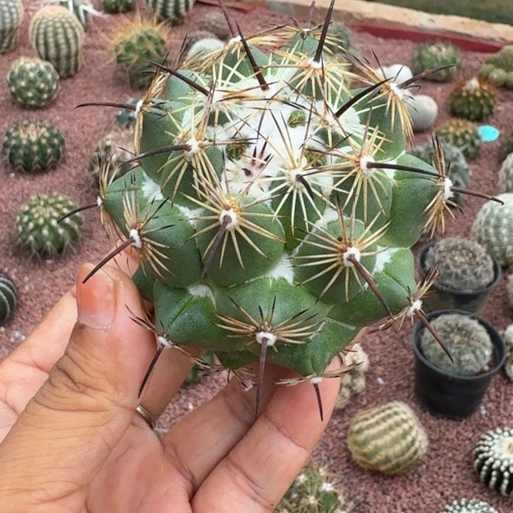 仙人球，钢钉888888