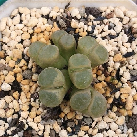 多肉肉锥 6头风铃