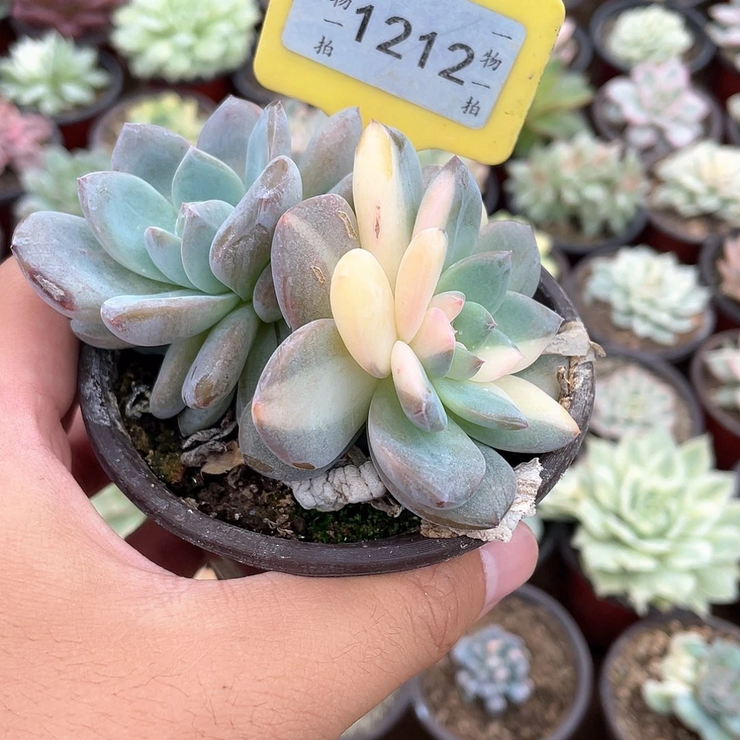 D***s1212号多肉植物盆栽