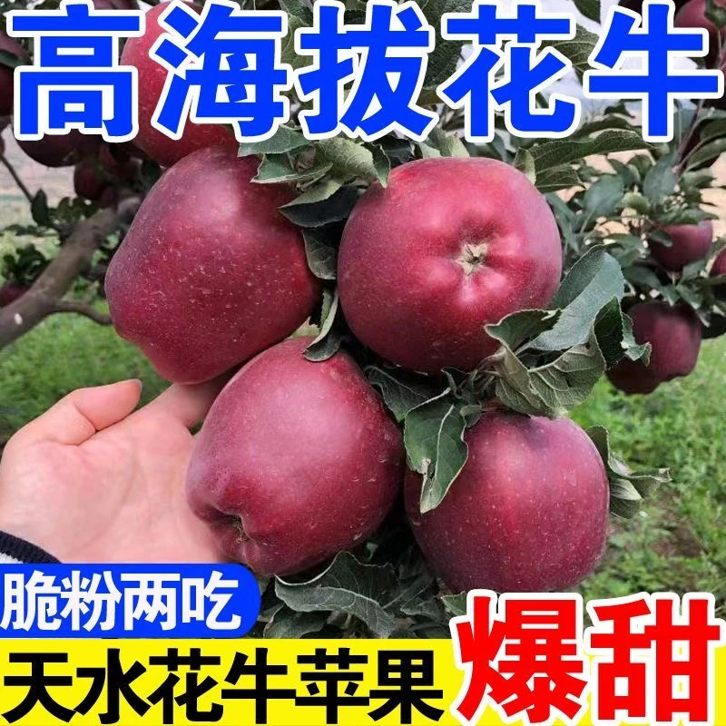 甘肃天水花牛苹果当季甄选整箱甜糯新鲜水果现摘
