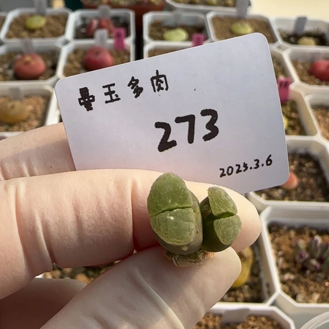 劳****?多肉多肉多肉273