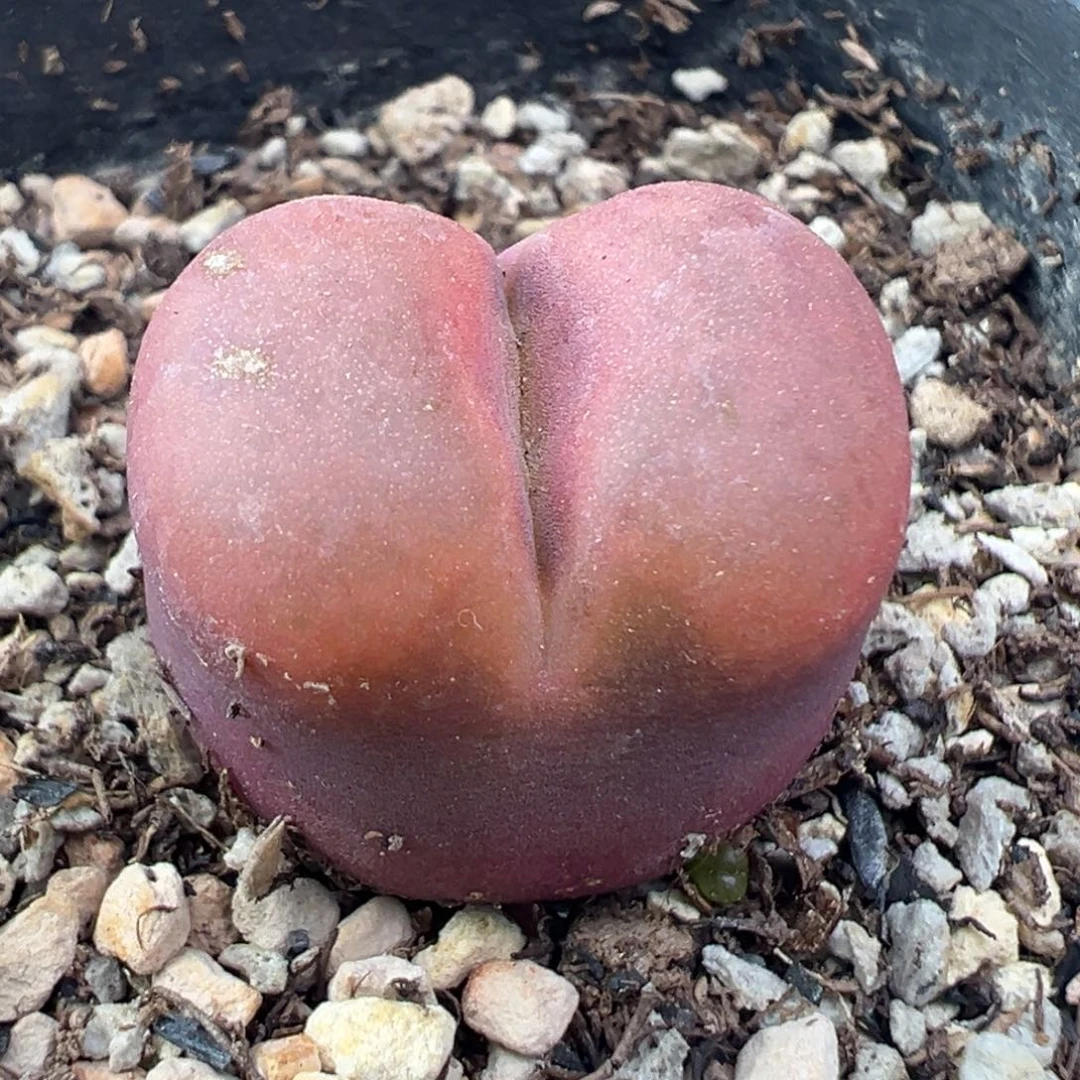 12.6好看的多肉脱土发货276