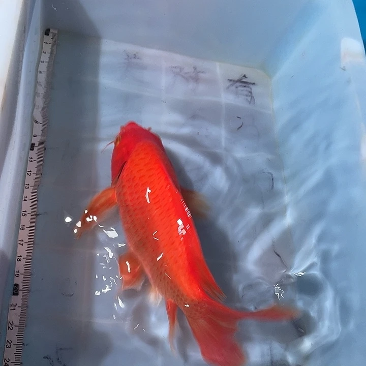 蝴蝶鲤鱼渔场直发07