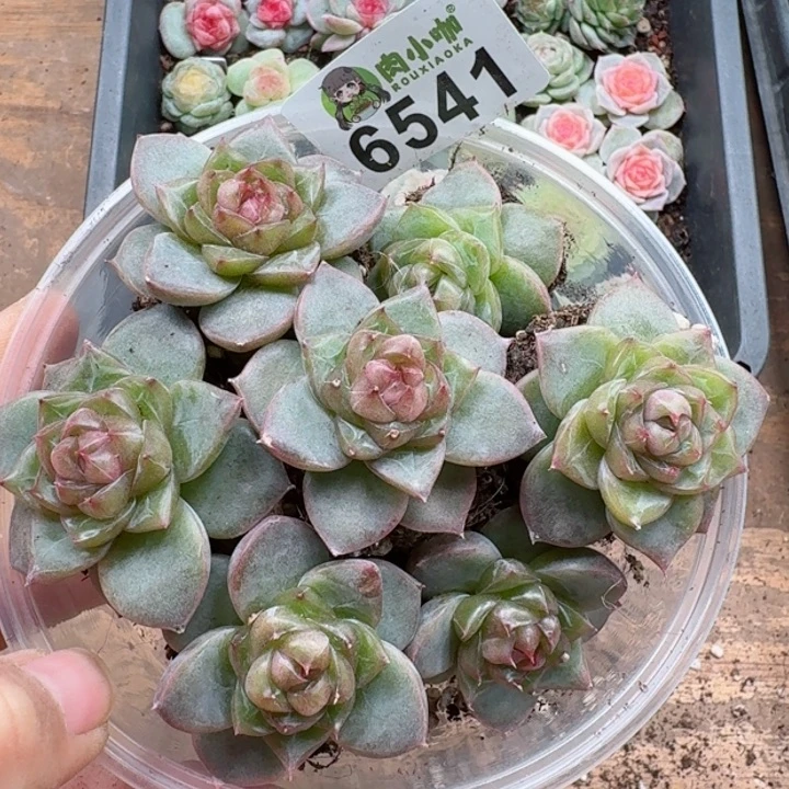 林*多肉植物多肉植物