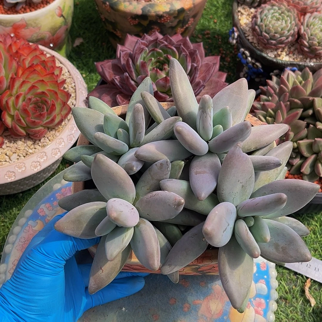 企鹅群生一物一拍