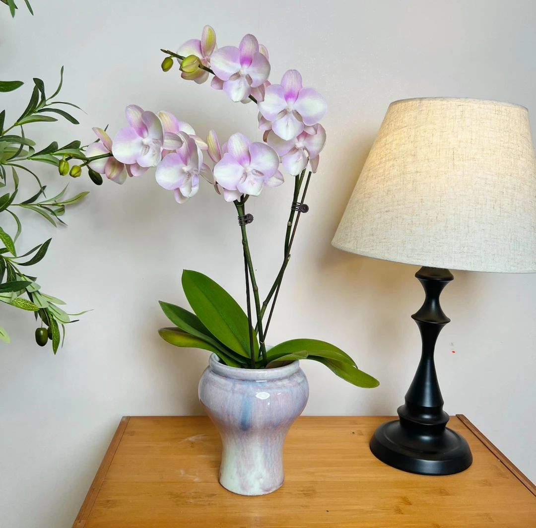 【威尼斯-蝴蝶兰】 高端 懒人种植 禅意 轻奢 易养花期长 送人