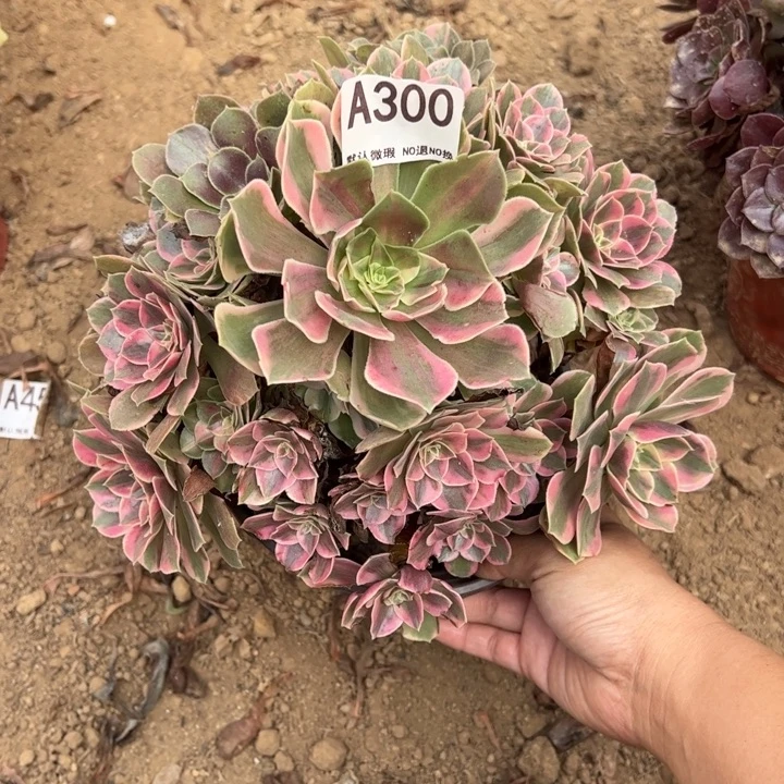 女妖多肉植物300.