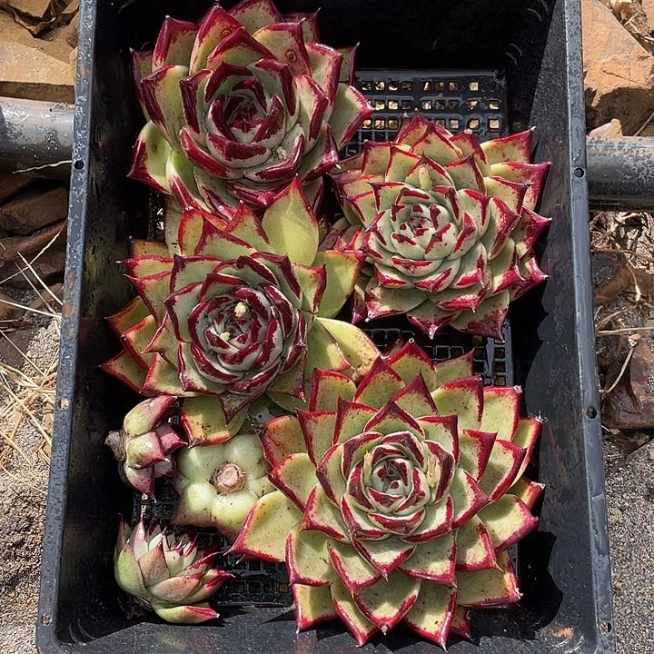 若如东云组拍A566