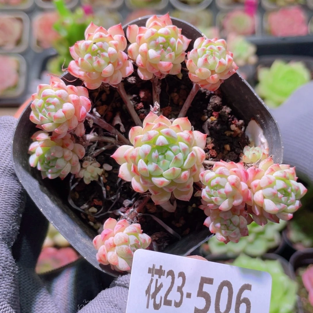 花利美23-506小粉莓