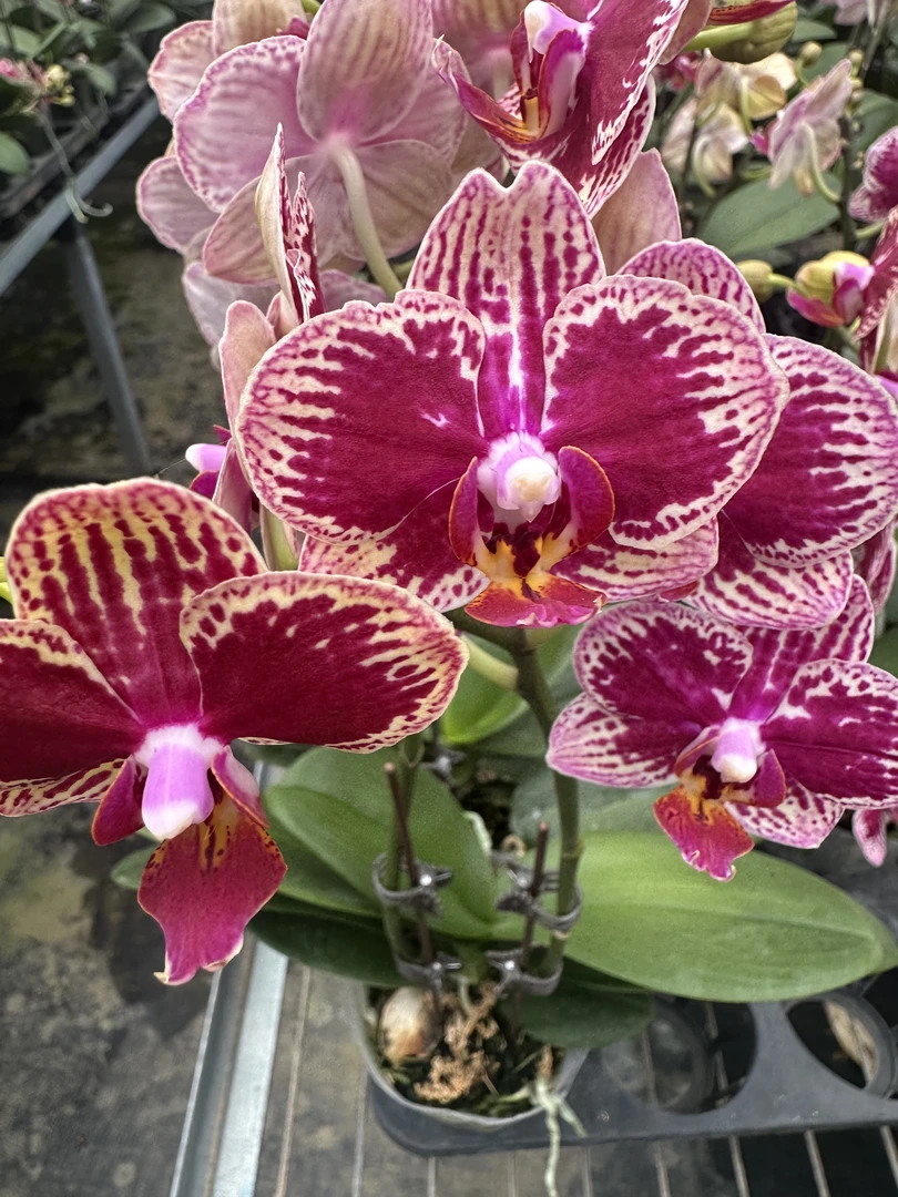 兰屿 LYSLAND【可乐】蝴蝶兰鲜花盆栽