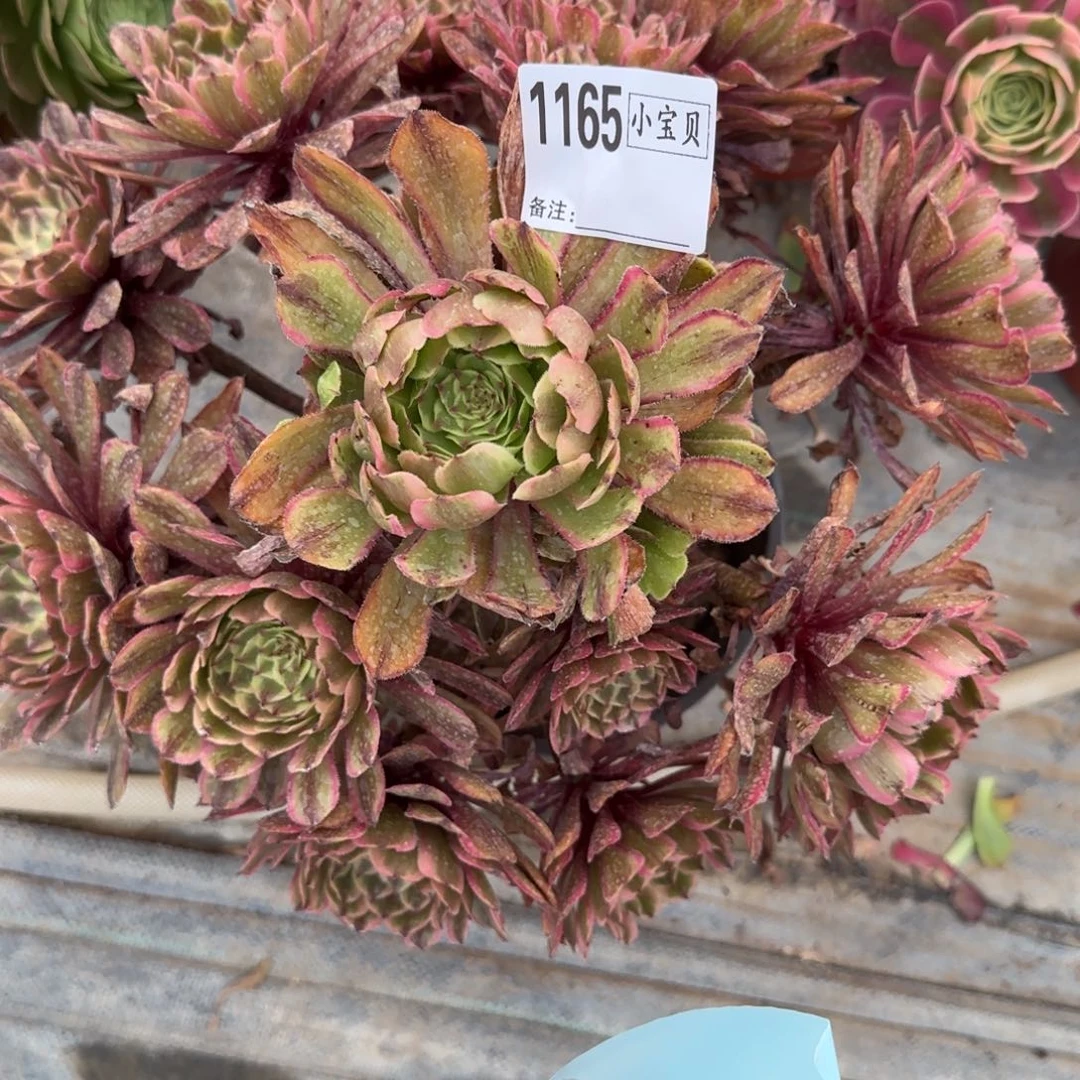 小*猪奥黛丽多肉1165多肉