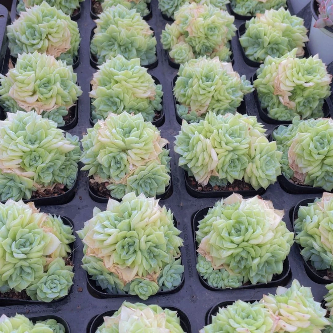 1038号 潜力股白天鹅麦秆群一个