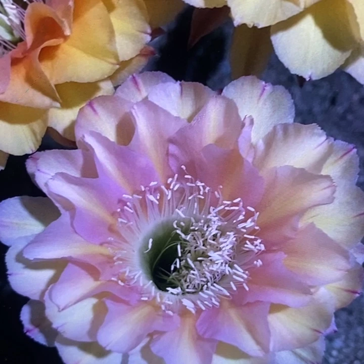 香香冰美人群5个头彩草