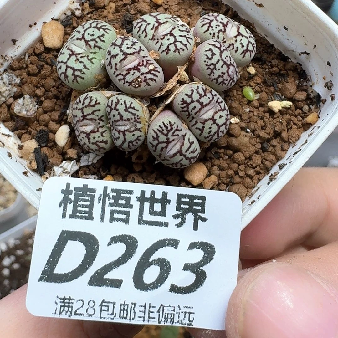 drzedrz粉润泽奋斗d