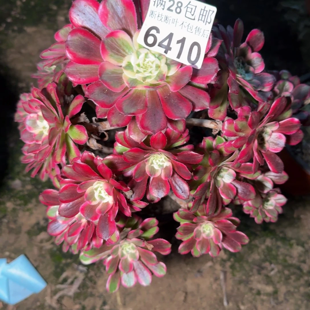 6410浪仙多肉植物