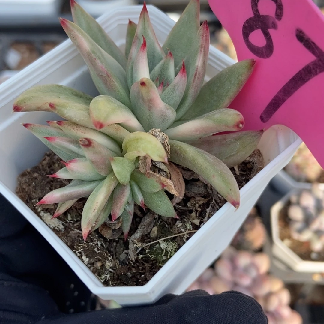 87乌木锦多肉植物多肉