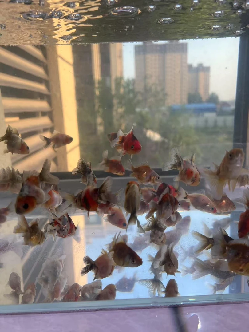 百褶泰狮，将军（4—6厘米）