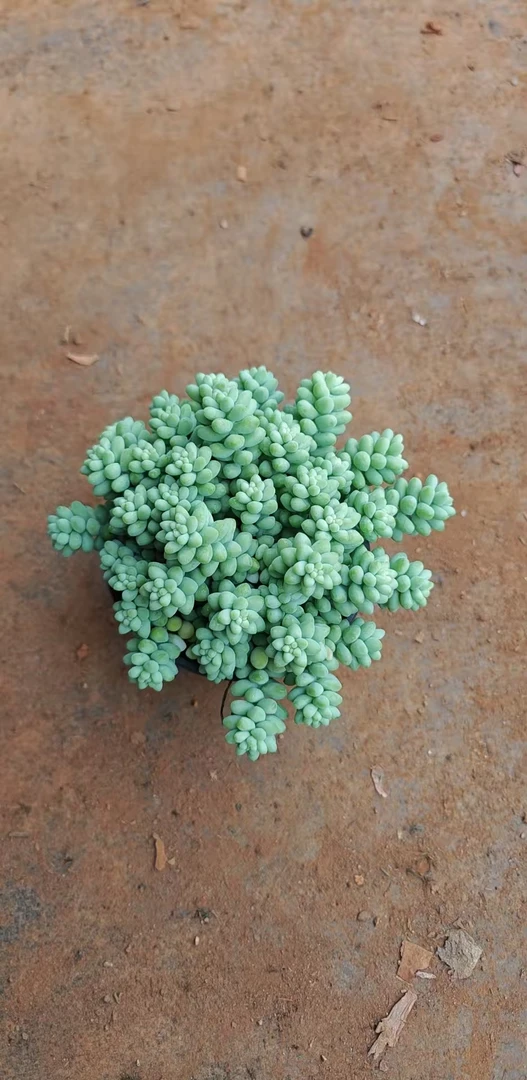 玉坠带盆      多肉植物