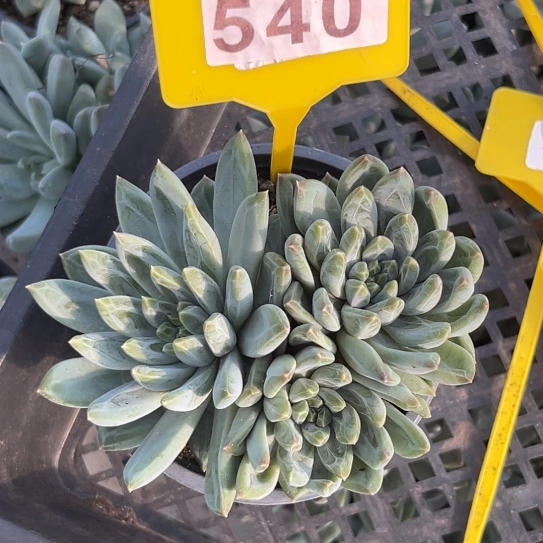 多肉植物雪花美人540