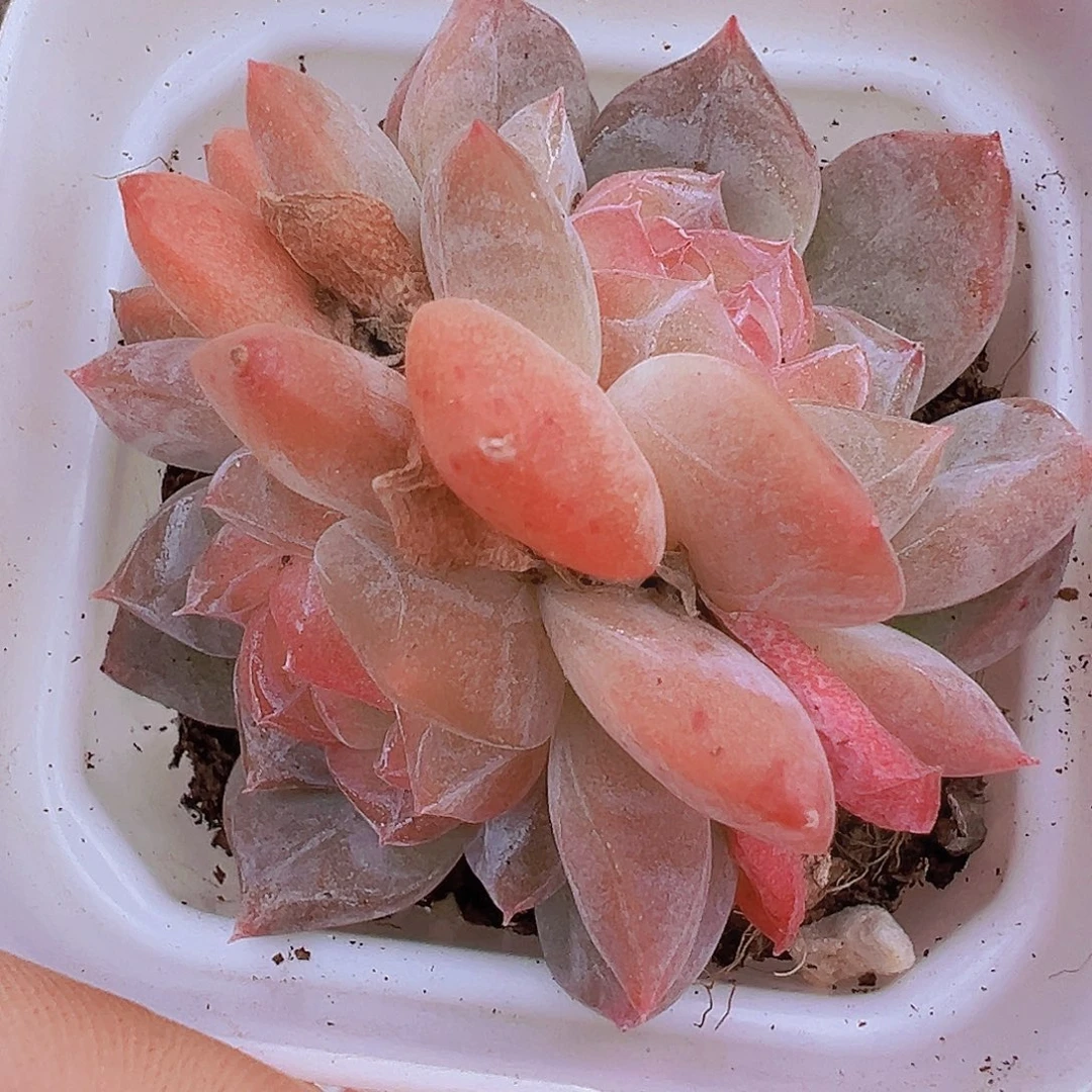 粉黛双头19包邮多肉植物