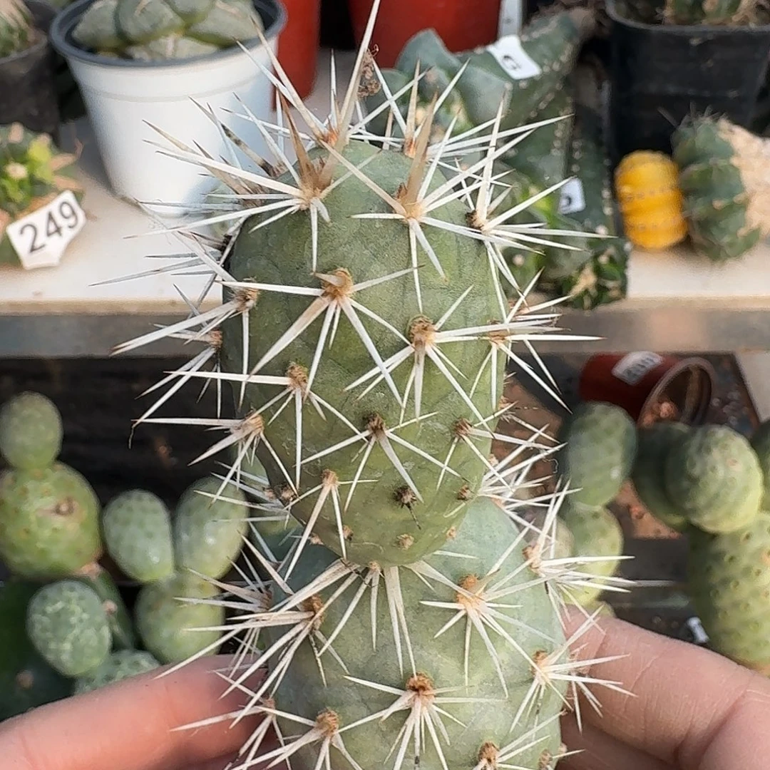 无花朵双头大型奶白刺