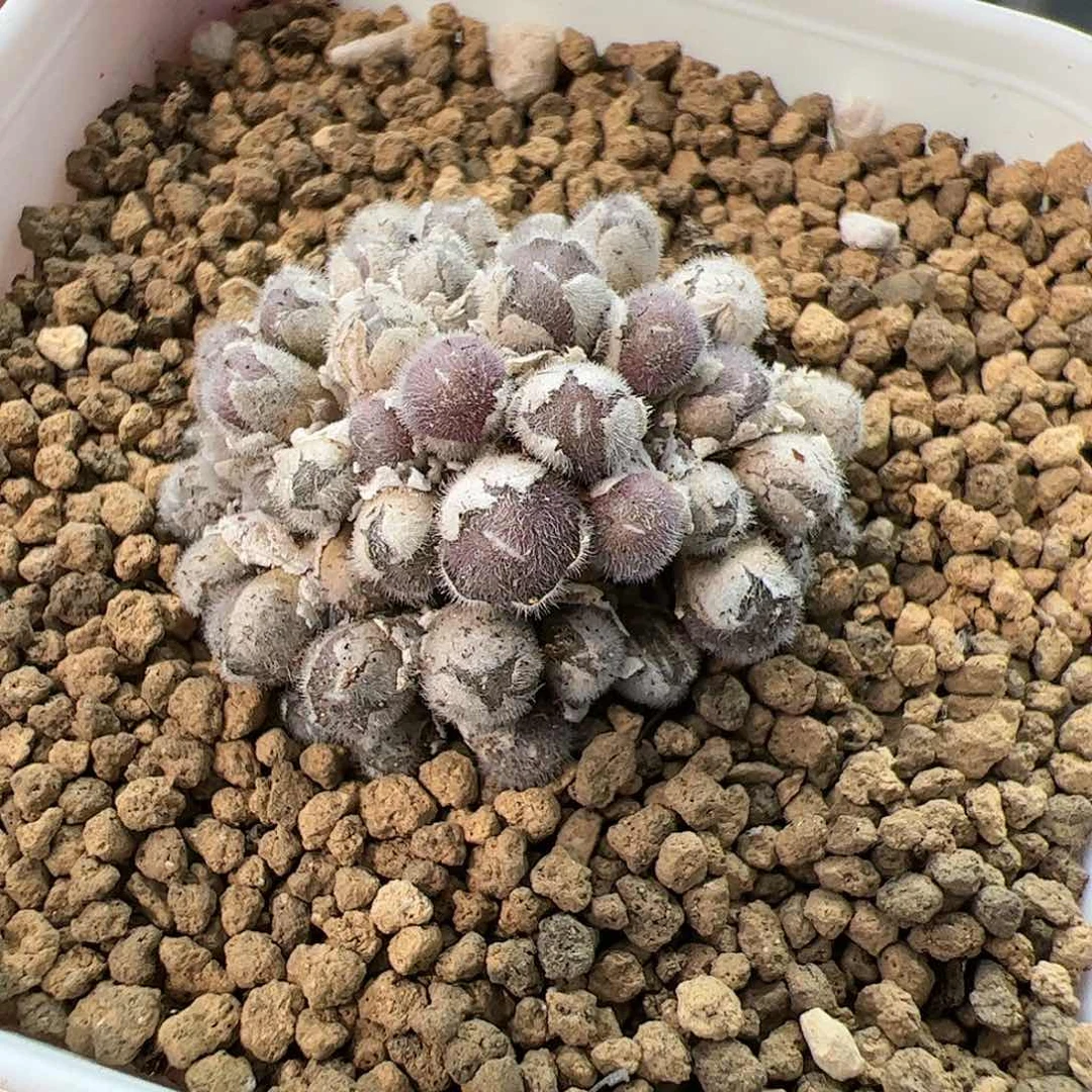 【闪购商品】225 紫毛球