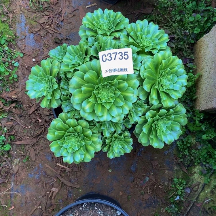 【闪购商品】江*3735翡翠琉璃多肉