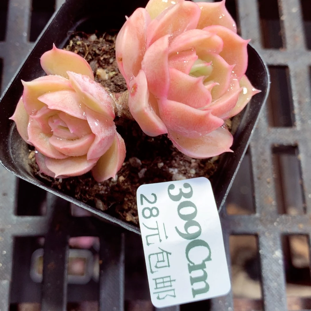 5厘米盆精控多肉309