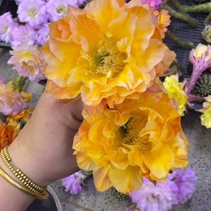 270彩草国色天香歪无根侧牙4公分左右