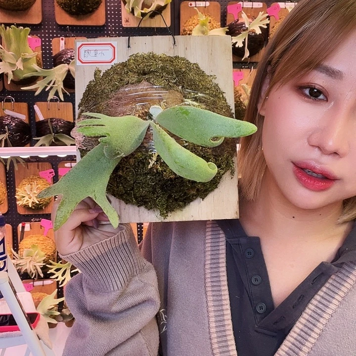 不开花植物小皇冠