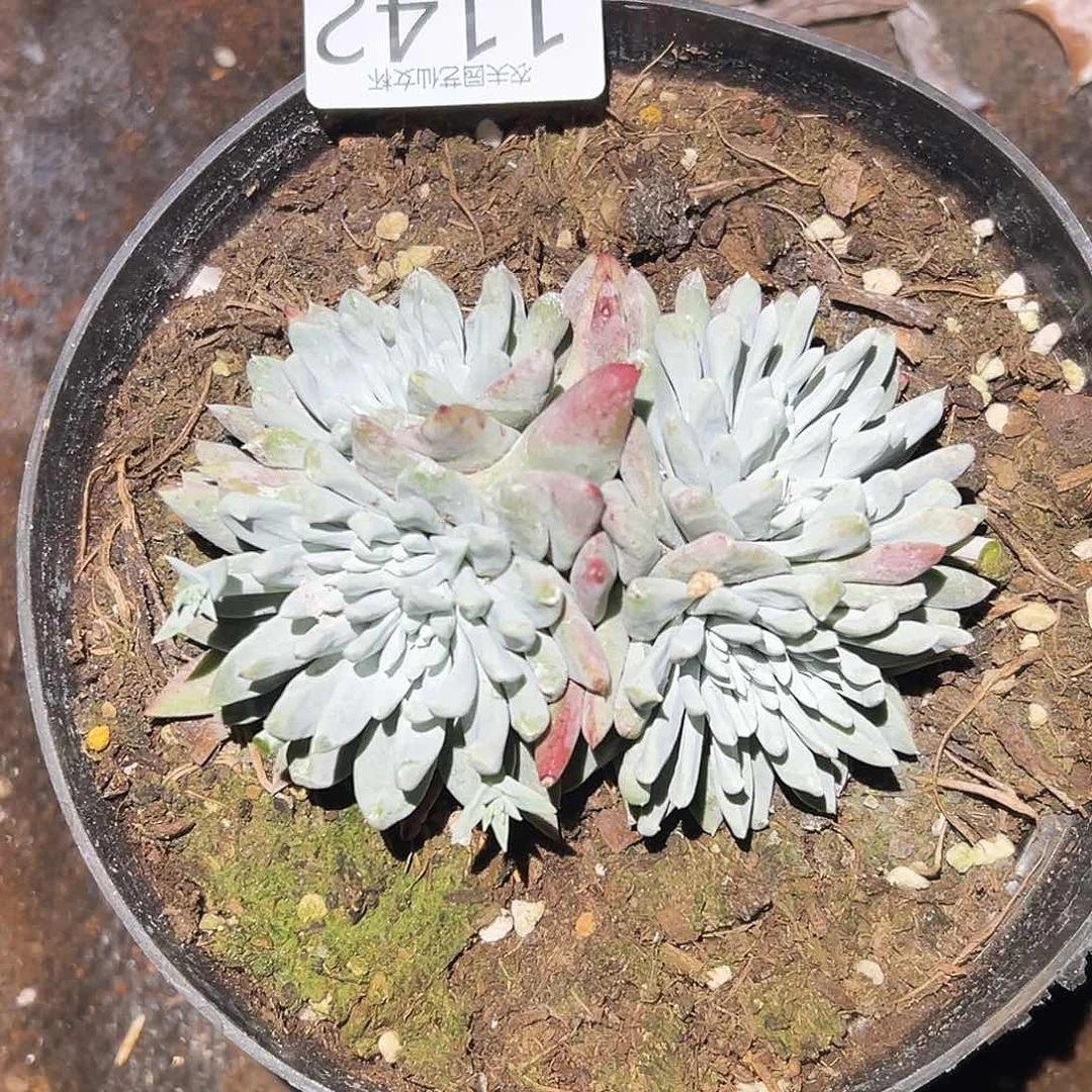 白姆仙女杯多肉。