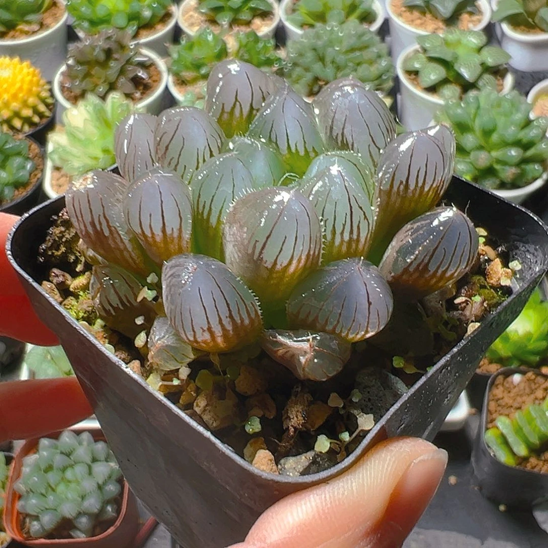 蓝镜玉露多肉植物一颗