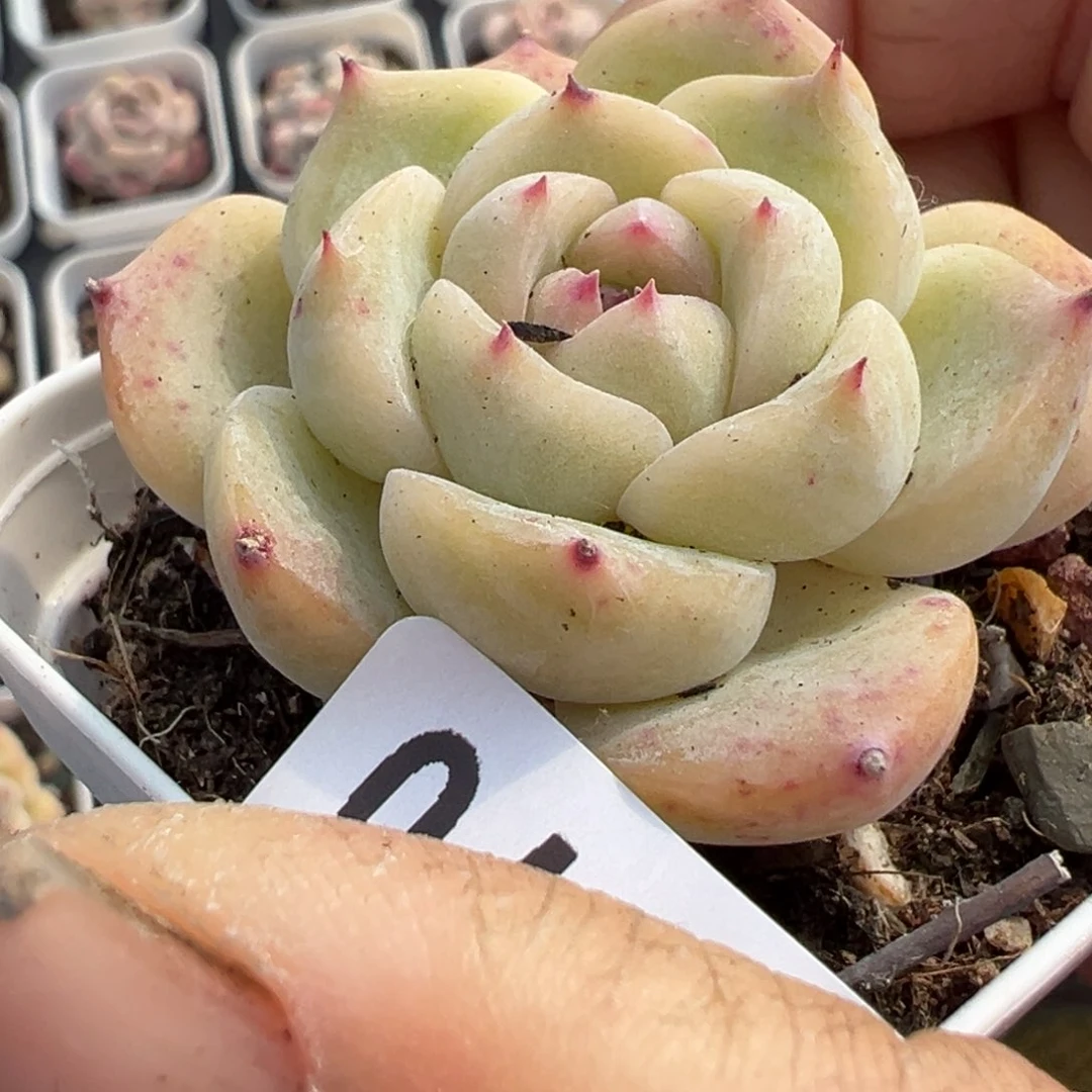 小卡拉米糖心一物一拍4-70