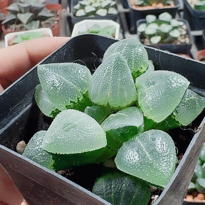 用***4无花朵十二卷 翠贝 福利