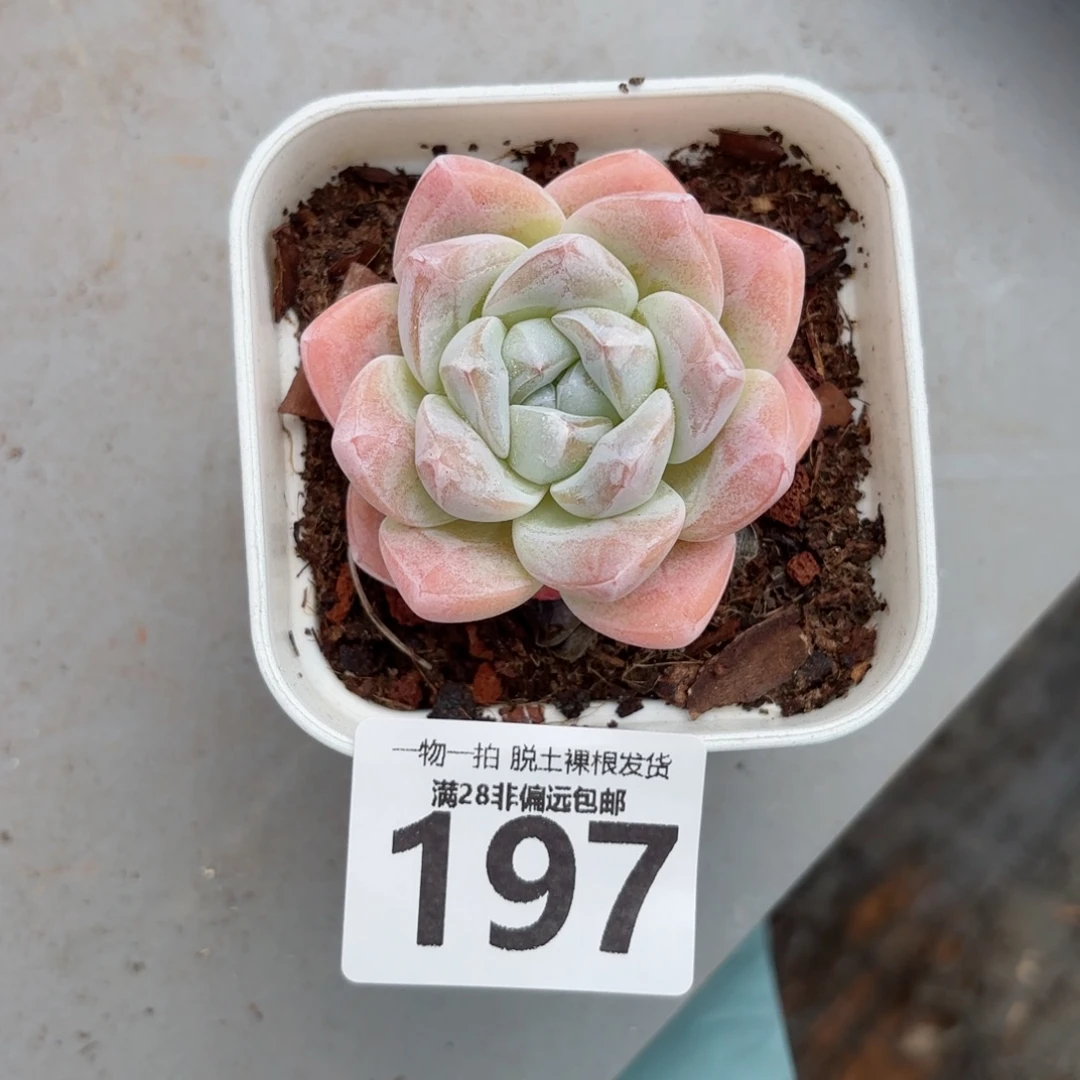 冰玉单头无盆土发货