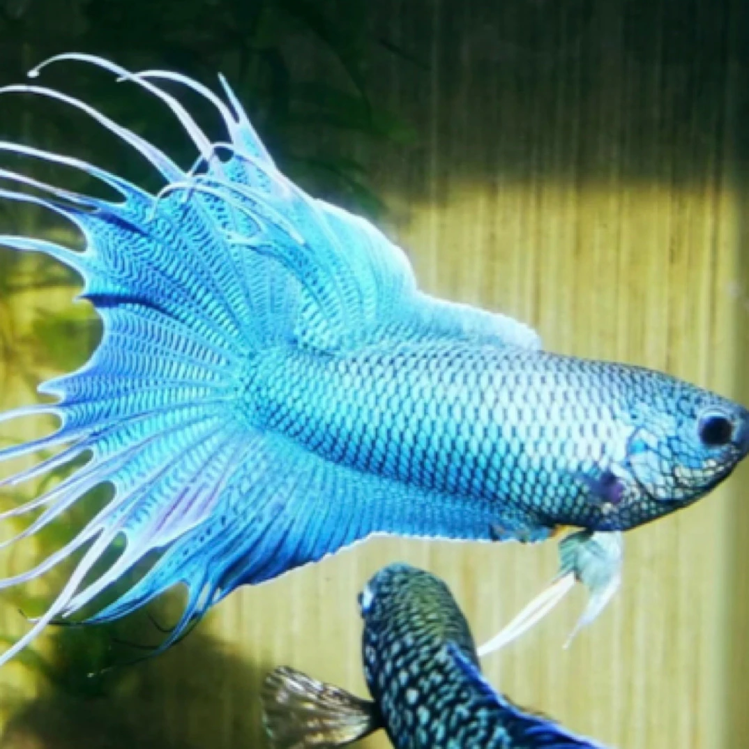 中国斗鱼直播间对图专用（一鱼一拍）易养活不用打氧观赏鱼