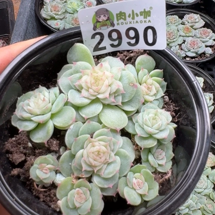 多肉植物多肉植物