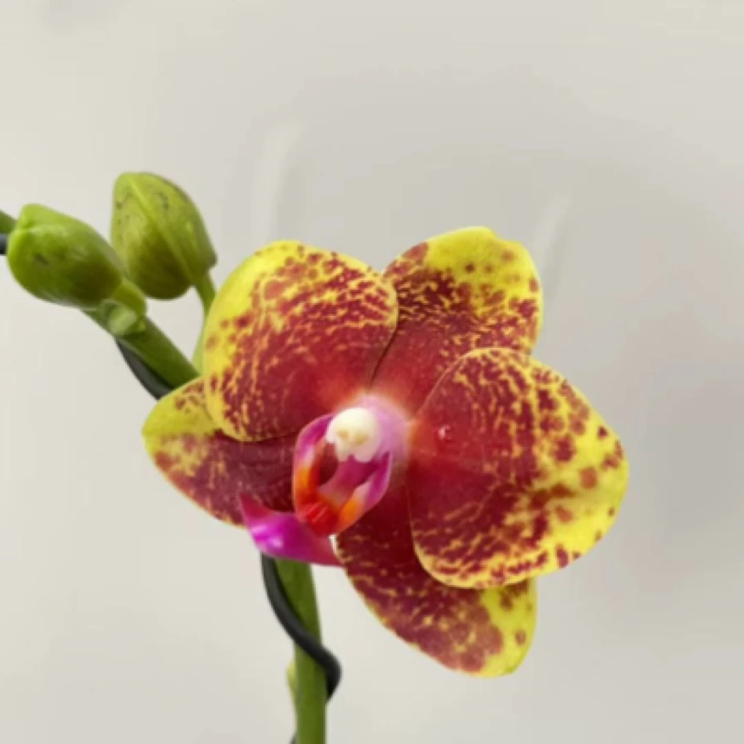 香妃双剑蝴蝶兰盆栽