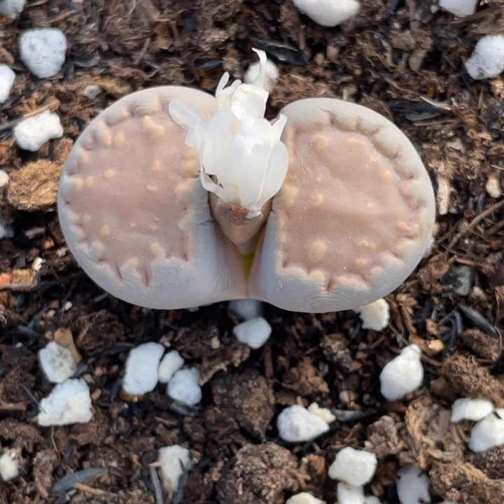 非偏远满20包邮088