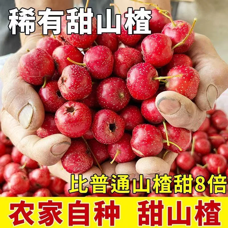 山东沂蒙山农家种植甜山楂甜红子不打蜡不打农药老人小孩都可以吃
