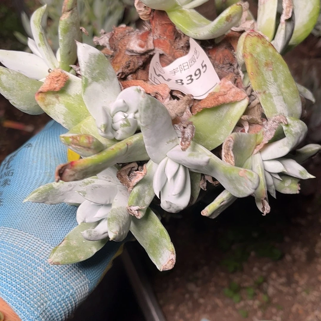 8395瑕疵仙女多肉