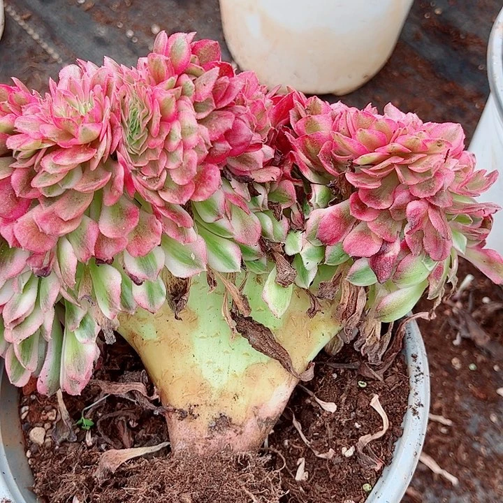 白盆荔枝缀多肉植物