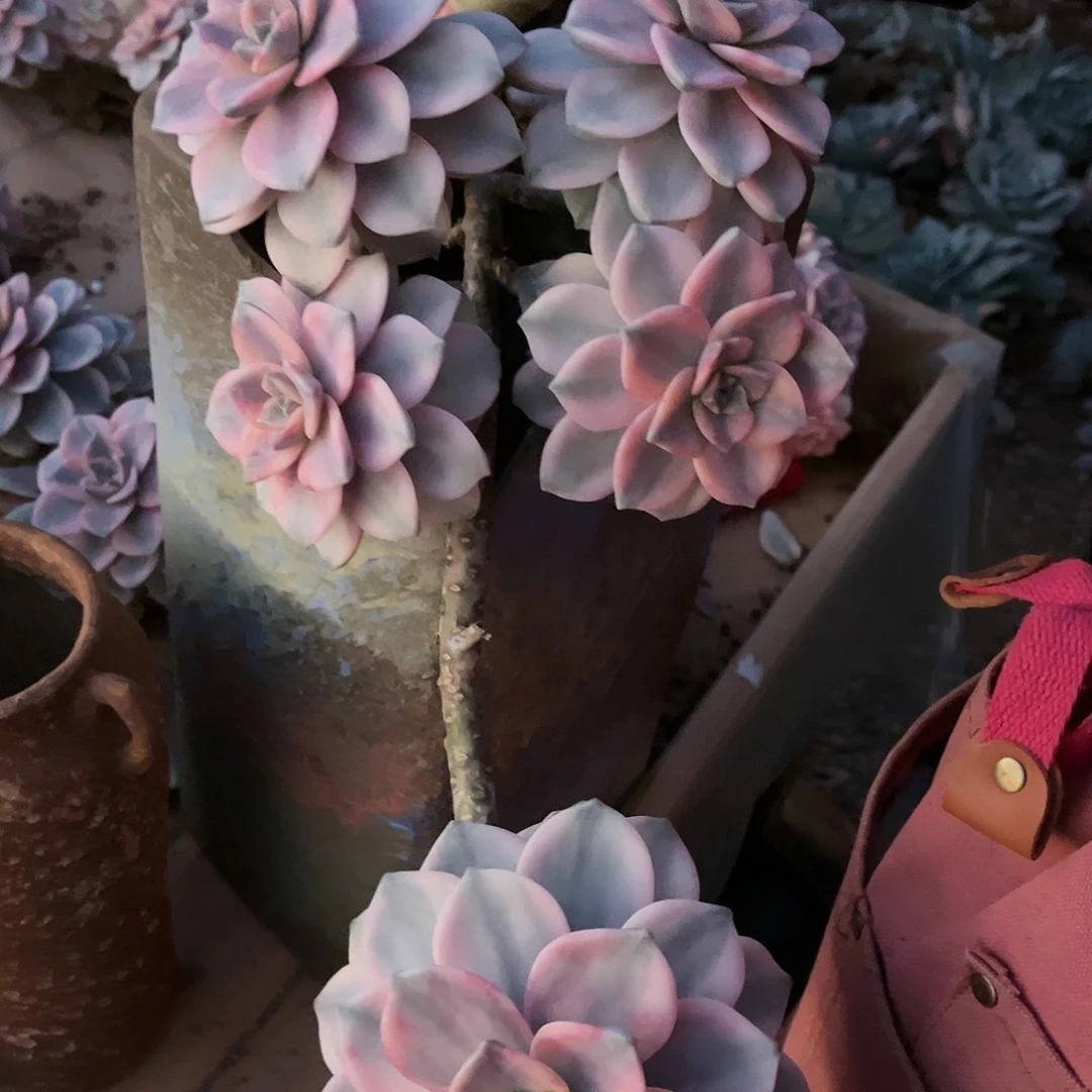 F*冷白皮紫乐景C17