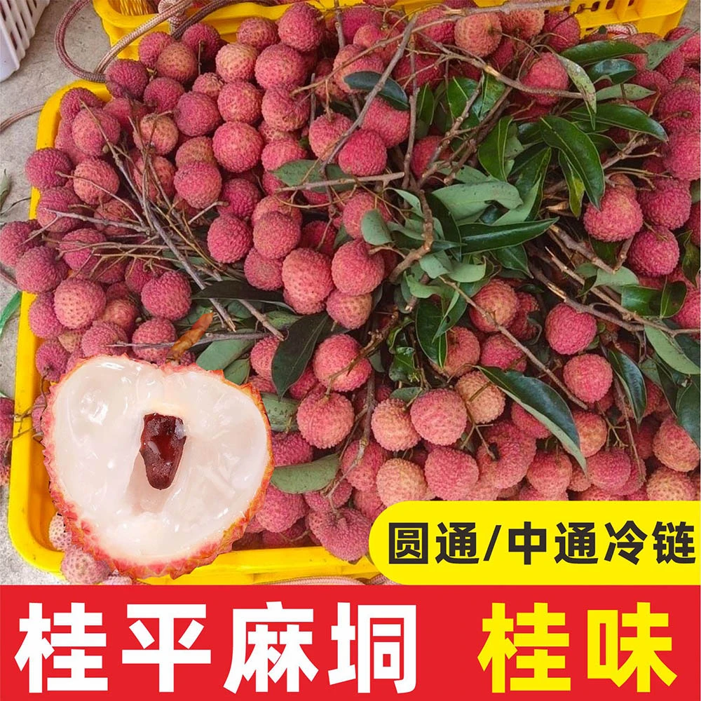 【中通/圆通冷链】麻垌桂味荔枝/勒荔--新鲜现摘纯甜无酸老树荔枝
