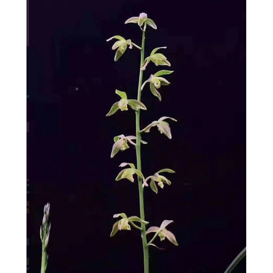 【凤羽】2苗惠兰高端兰花 对版 好养易活 正品国兰