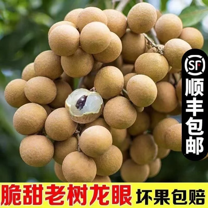 荔晓味农产品【储良龙眼】大果龙眼当季热带水果脆甜爽口顺丰包邮