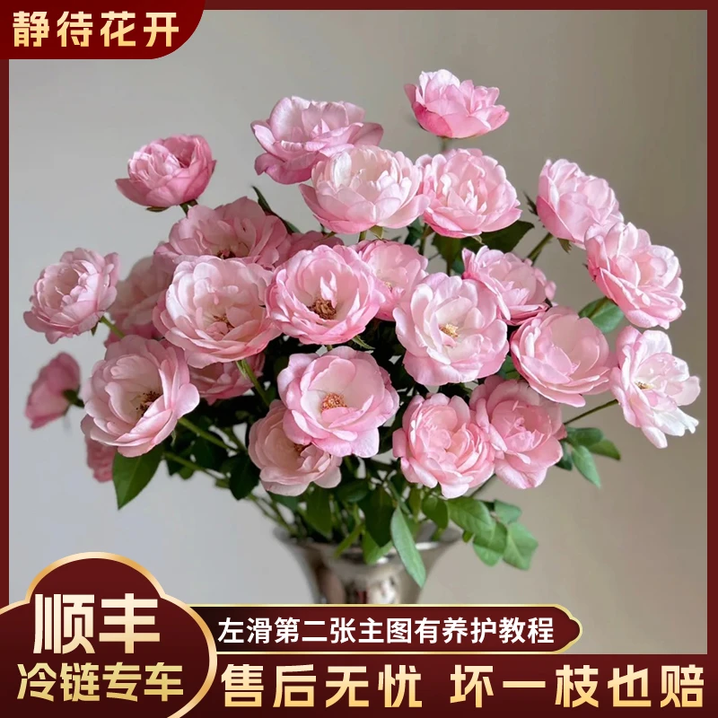 【静待花开】草莓杏仁饼-稀有多头玫瑰 高品质鲜花昆明斗南基地直发