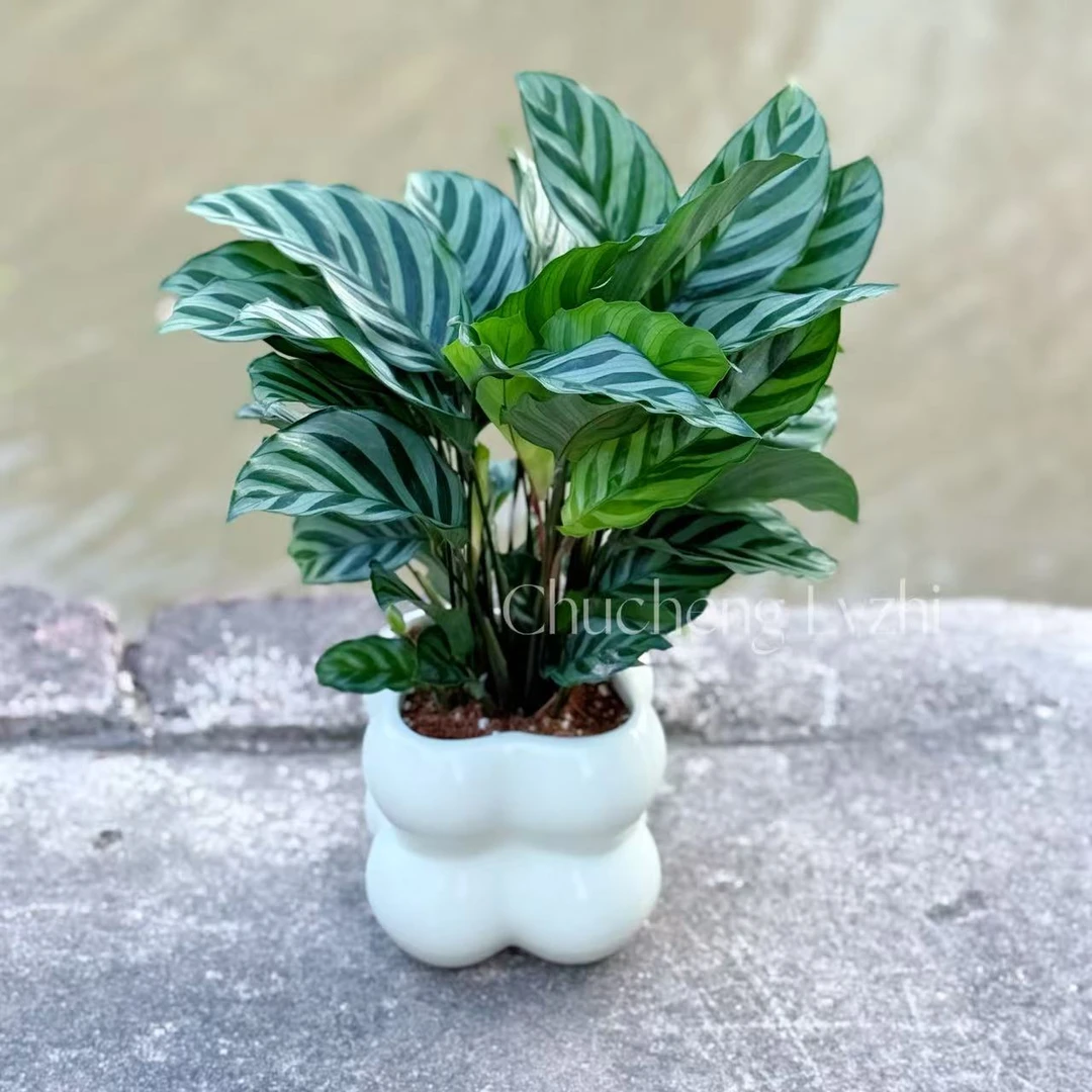 翠叶竹芋盆栽枝条客厅办公桌绿色美观好养绿植养护叶观叶自然花盆