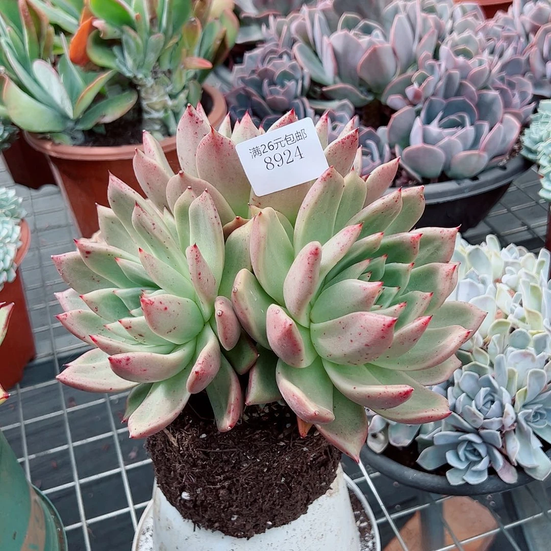 淡***然8924红颜蜜语多肉植物
